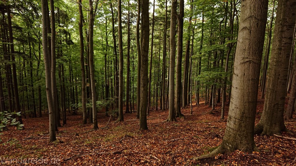 Von Bad Harzburg zur Rabenklippe und durchs Eckertal, Wanderung im Harz in Niedersachsen, schöner Wald