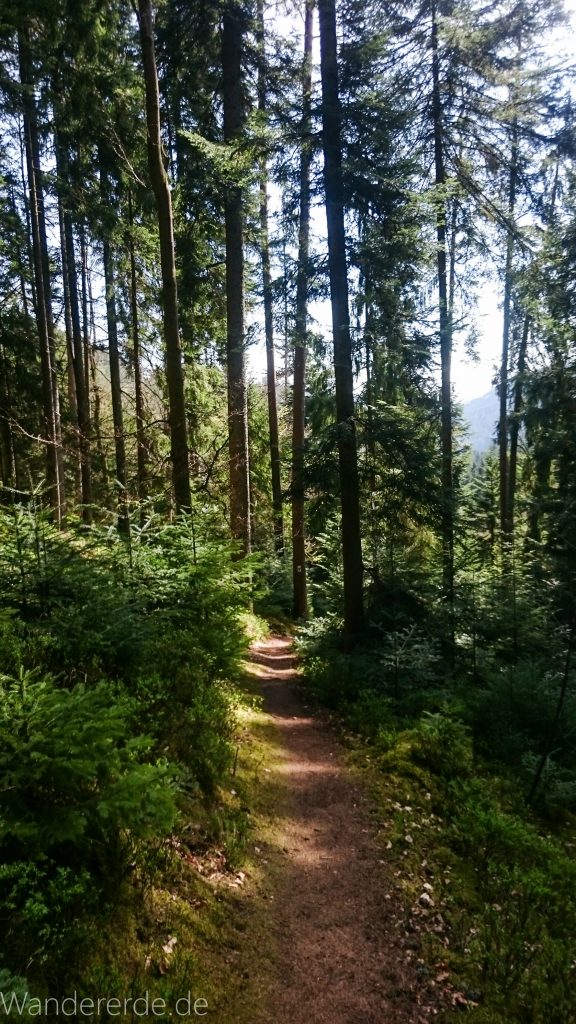 Genießerpfad, der Teinacher, naturbelassener Pfad, Wald