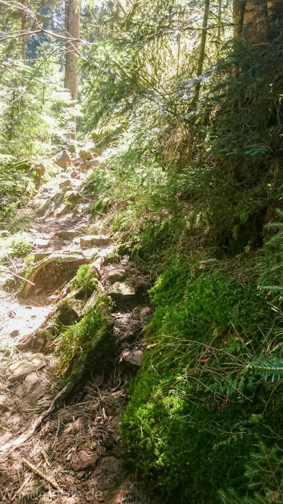 Seensteig Etappe 5, Wald beim Seensteig, natürlicher Weg durch dichten Wald, über Stock und Stein