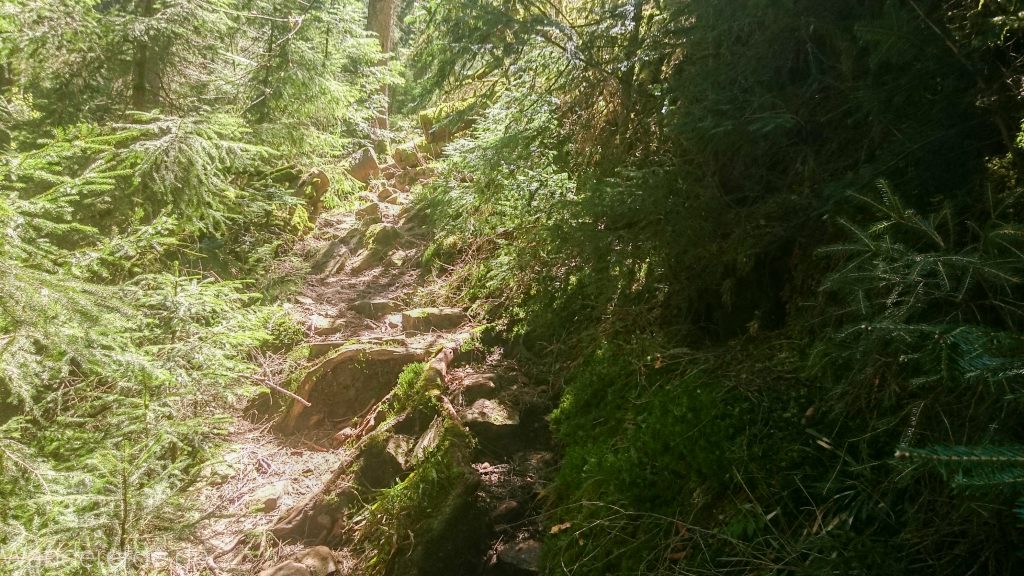 Seensteig Etappe 5, Wald beim Seensteig, natürlicher Weg durch dichten Wald, über Stock und Stein
