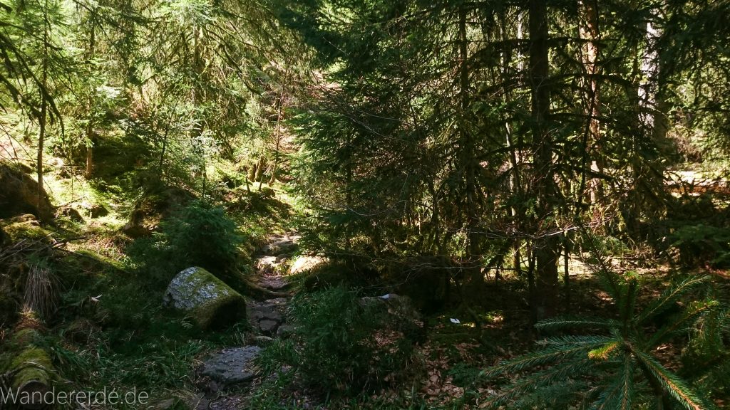 Seensteig Etappe 5, Wald beim Seensteig, natürlicher Weg durch dichten Wald, über Stock und Stein