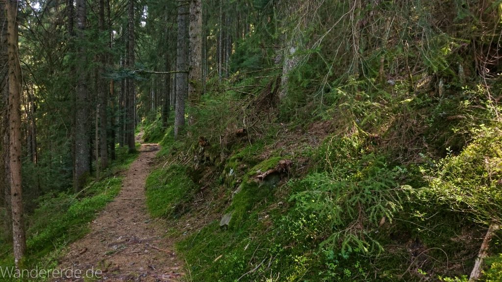 Seensteig Etappe 5, Wald beim Seensteig, natürlicher Weg durch dichten Wald, über Stock und Stein, schmaler Pfad
