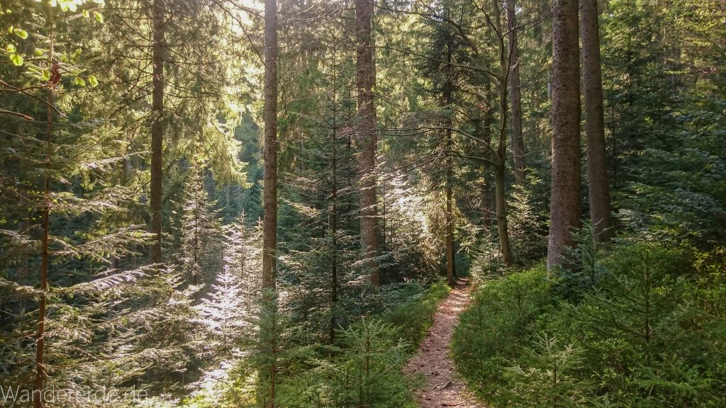 Seensteig Etappe 5, Wald beim Seensteig, natürlicher Weg durch dichten Wald, über Stock und Stein, schmaler Pfad
