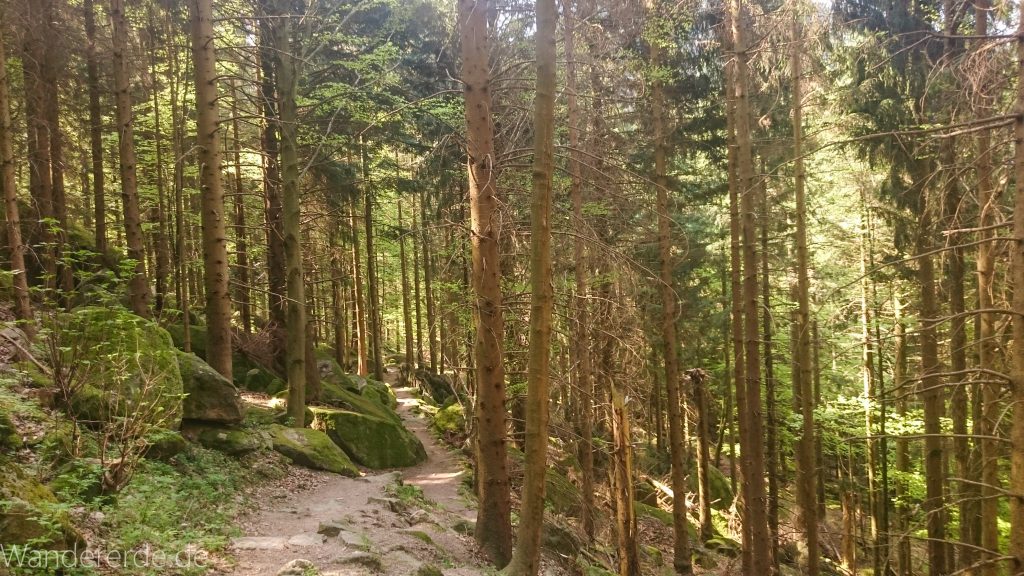 Wanderweg zu Gertelbach Wasserfälle, umringt von schönem Wald, schmaler, naturbelassener Pfad