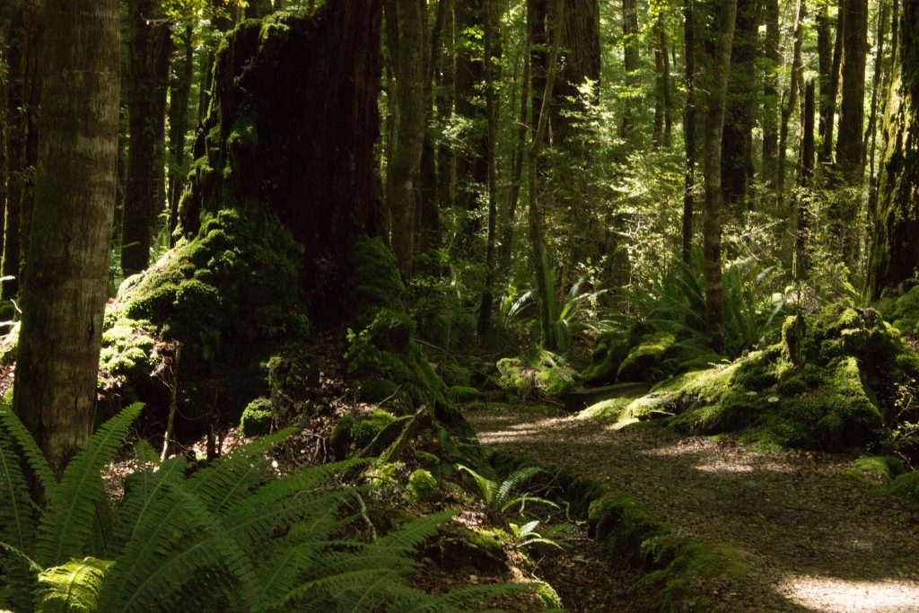 Wanderung Kepler Track - Great Walk, Wanderweg durch grünen Wald, schöne Bäume, herrlicher Sommertag in Neuseeland Südinsel, Fiordland National Park, erster Wandertag beim Kepler Track