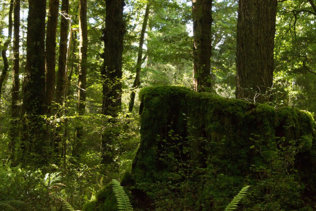 Wanderung Kepler Track - Great Walk, Wanderweg durch grünen Wald, schöne Bäume, herrlicher Sommertag in Neuseeland Südinsel, Fiordland National Park, erster Wandertag beim Kepler Track