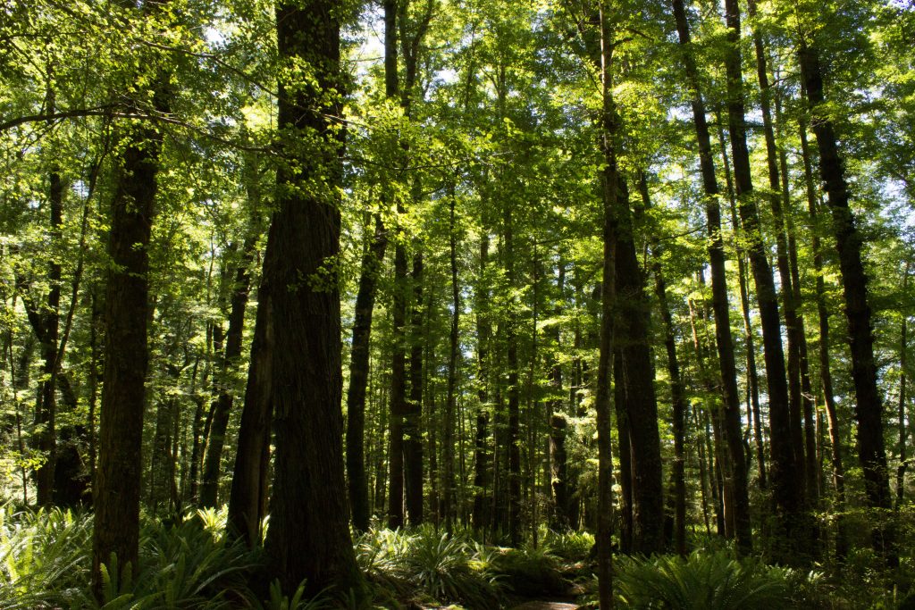 Wanderung Kepler Track - Great Walk, Wanderweg durch grünen Wald, schöne Bäume, herrlicher Sommertag in Neuseeland Südinsel, Fiordland National Park, erster Wandertag beim Kepler Track