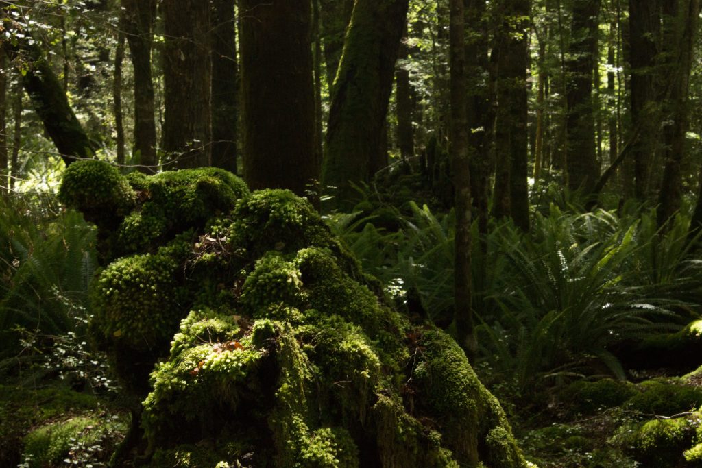 Wanderung Kepler Track - Great Walk, Wanderweg durch grünen Wald, schöne Bäume, herrlicher Sommertag in Neuseeland Südinsel, Fiordland National Park, erster Wandertag beim Kepler Track