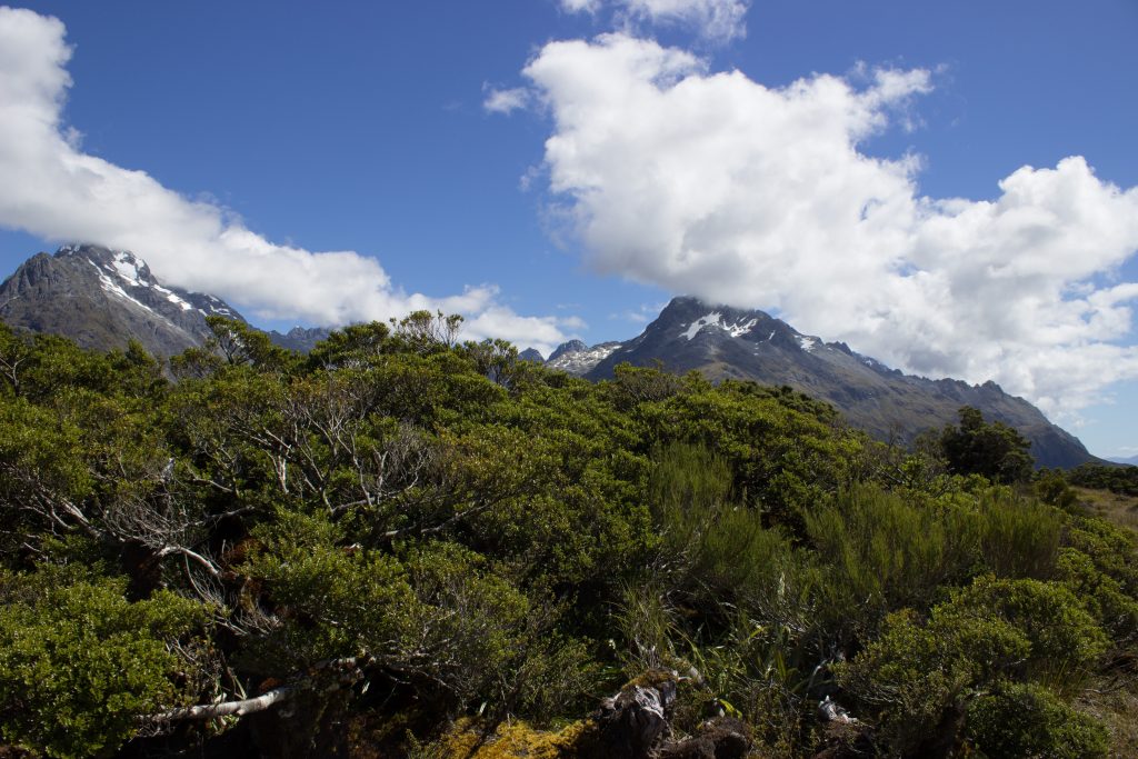 Wanderung Routeburn Track - Great Walk im Fiordland Nationalpark Südinsel Neuseeland, Wanderweg Routeburn im Fiordland Nationalpark, beeindruckende Berge mit schneebedeckten Gipfeln über der Baumgrenze, herrlicher Sommertag auf Südinsel Neuseelands, traumhafte Wanderung, Aussicht auf unzählige Berggipfel