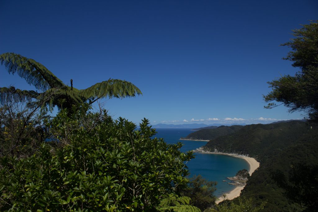 Wanderung Abel Tasman Coast Track Great Walk Südinsel Neuseeland, Aussicht auf traumhafte, sichelförmige Bucht mit blaugrünem klarem frischem Wasser und dichtem grünem Wald, Sonnenschein, Palmen und Farne, goldener Sandstrand