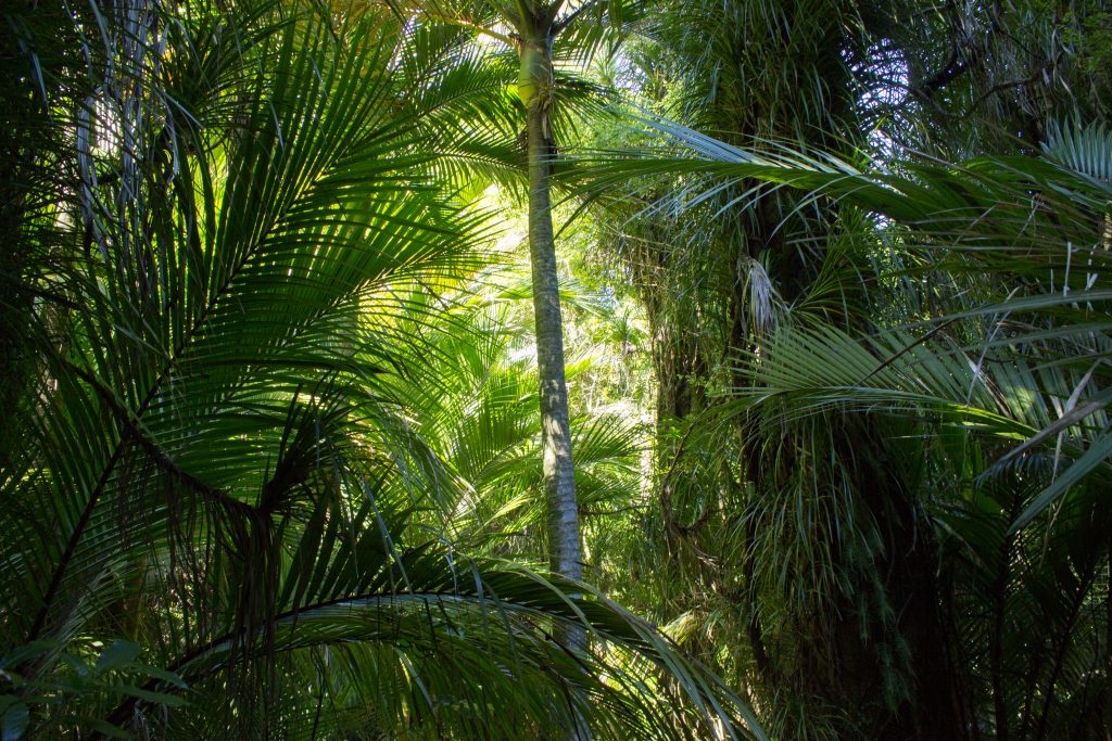Wanderung Abel Tasman Coast Track Great Walk Südinsel Neuseeland, dichter grüner Wald, Sonnenstrahlen kämpfen sich Richtung Waldboden, sehr große Palme und Farne im saftig grünen Wald unweit vom Traumstrand