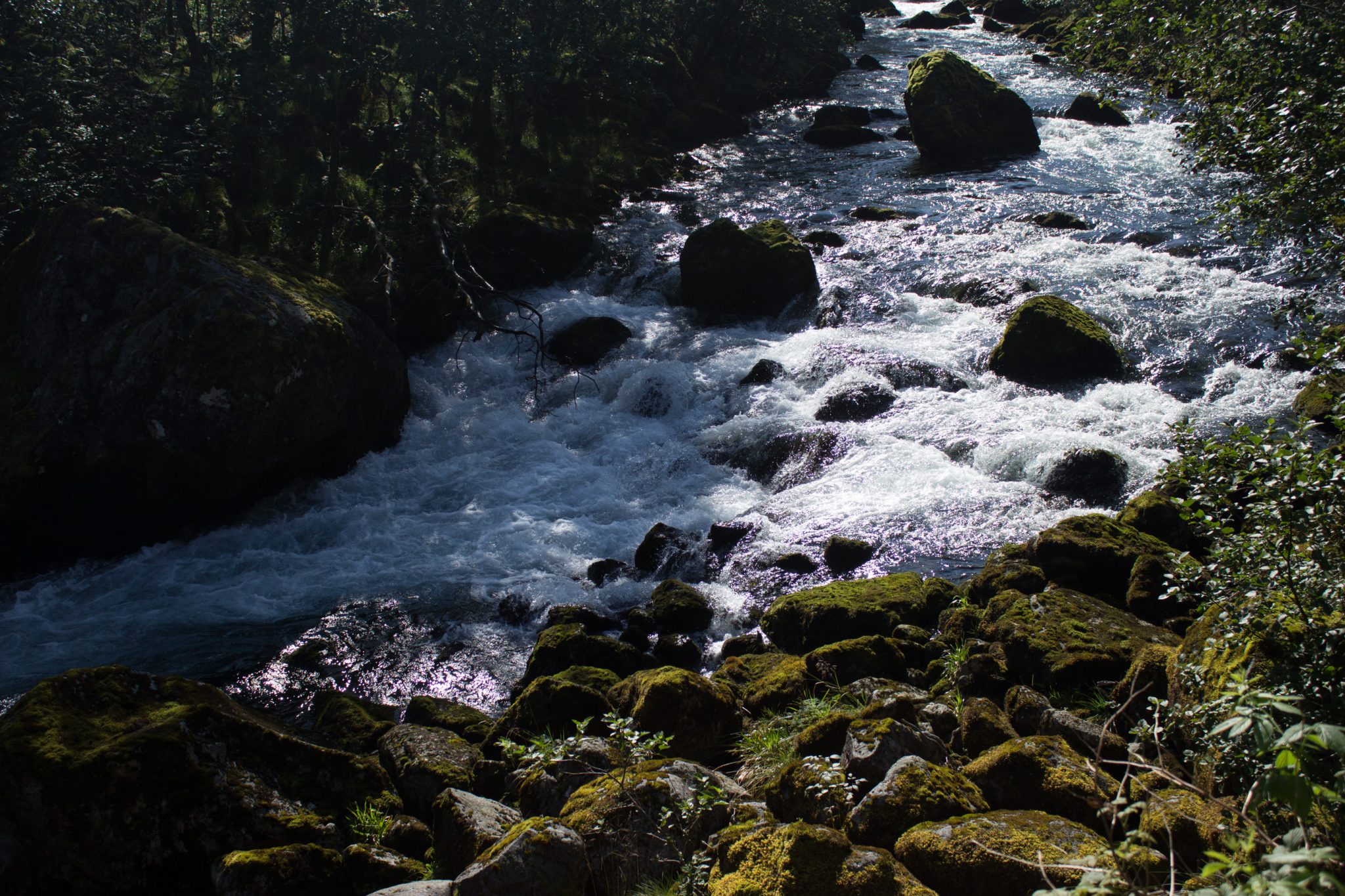 Wanderung vom Ort Sundal bis zum Gletscher Bondhusbreen im Folgefonna Nationalpark, kristallklares Wasser im Fluß, mit Moos bewachsene Steine, Farne