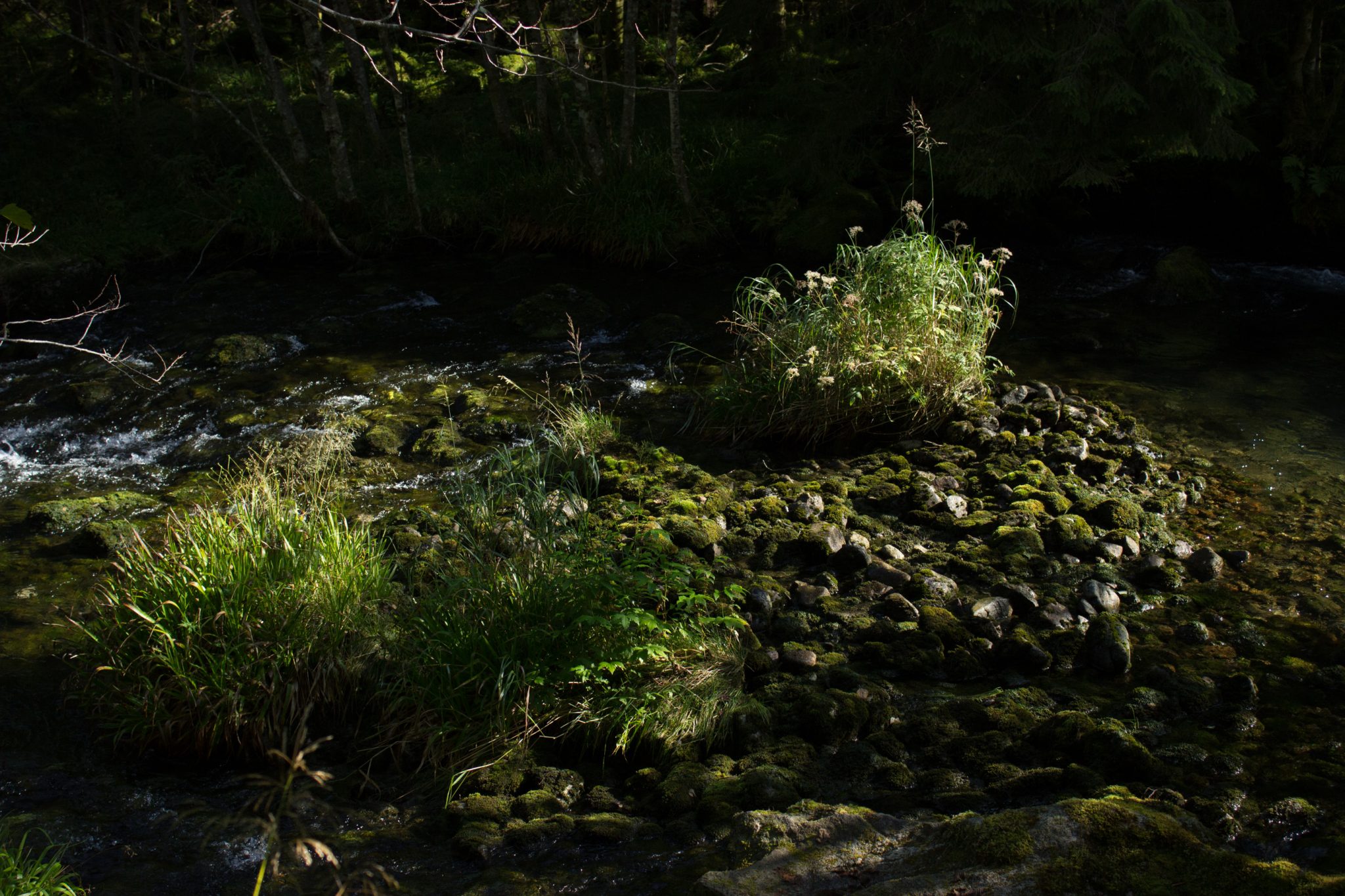 Wanderung vom Ort Sundal bis zum Gletscher Bondhusbreen im Folgefonna Nationalpark, kristallklares Wasser im Fluß, mit Moos bewachsene Steine, Farne, saftig grünes Gras