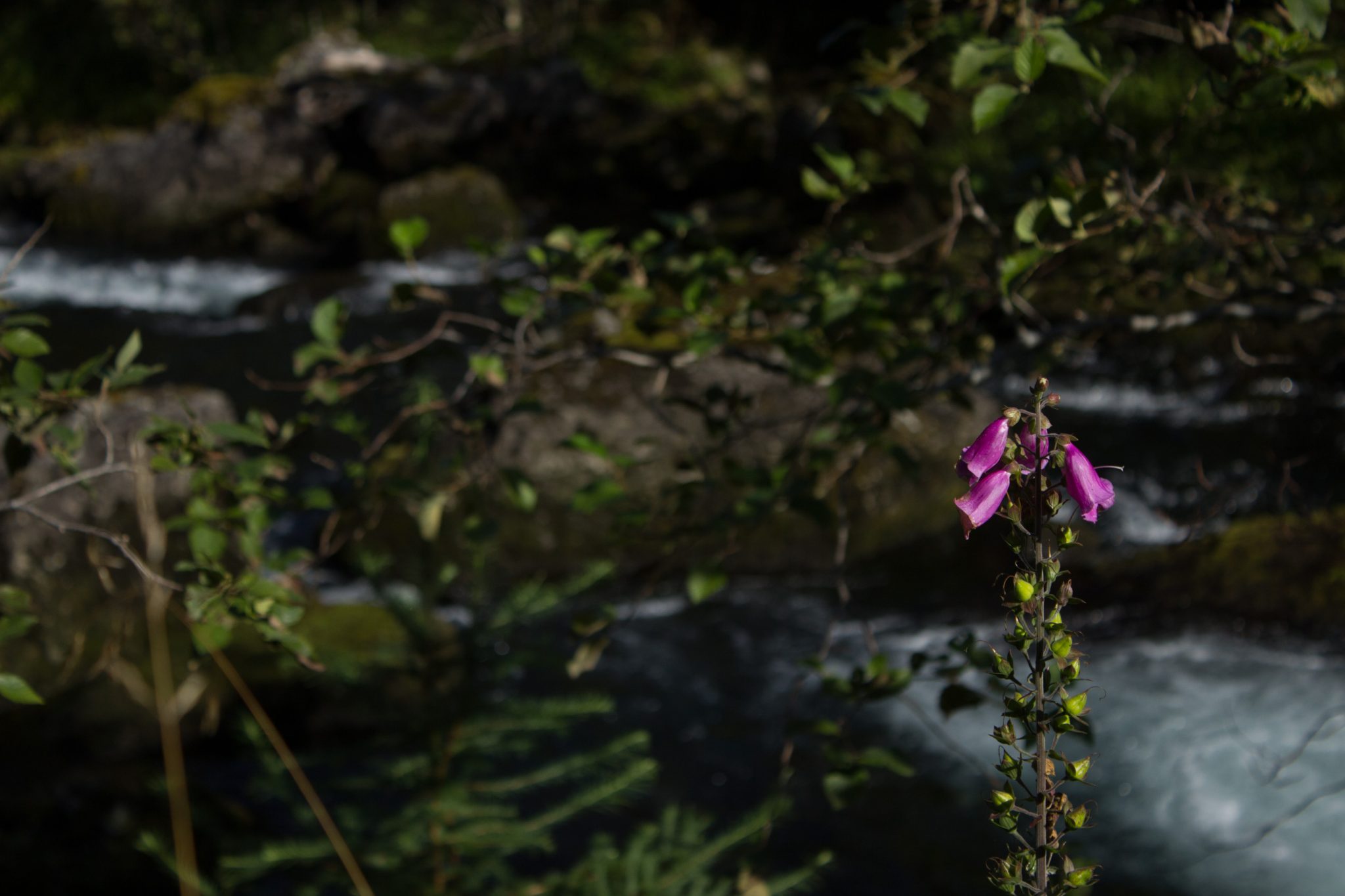 Wanderung vom Ort Sundal bis zum Gletscher Bondhusbreen im Folgefonna Nationalpark, pinke Blume vor Fluß mit sehr klarem Wasser