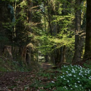 Genießerpfad, der Teinacher, naturbelassener Pfad, Wildblumen am Wegesrand, Wald
