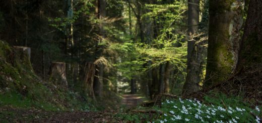 Genießerpfad, der Teinacher, naturbelassener Pfad, Wildblumen am Wegesrand, Wald
