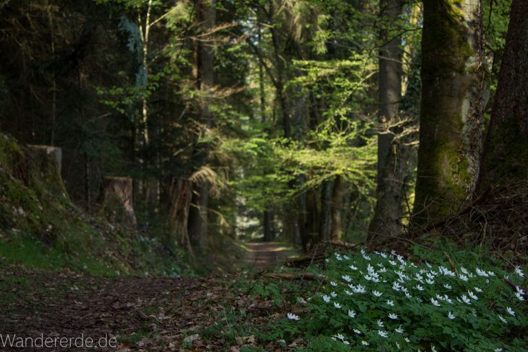 Genießerpfad, der Teinacher, naturbelassener Pfad, Wildblumen am Wegesrand, Wald