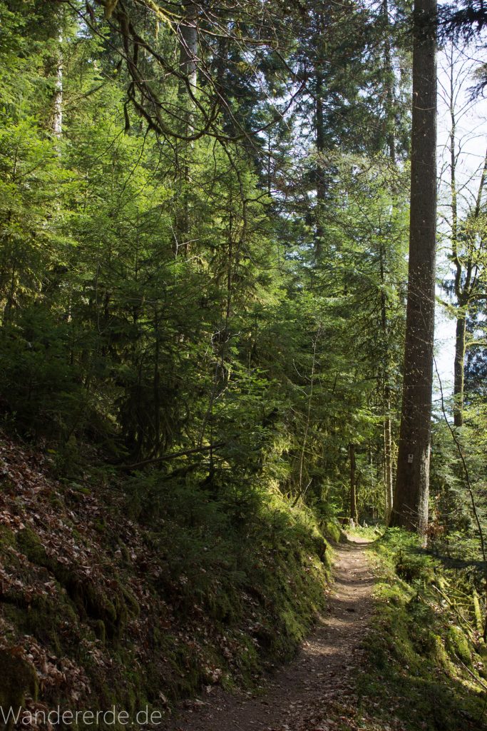 Genießerpfad, der Teinacher, naturbelassener Pfad, Wald