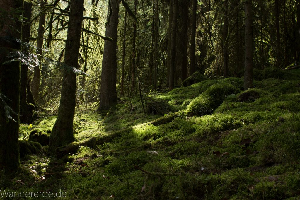 Genießerpfad, der Teinacher, naturbelassener Pfad, Wald, saftig grünes Moos, schattenspendende Bäume