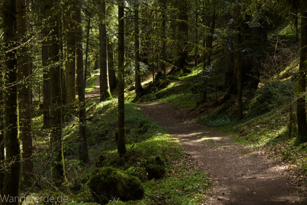 Genießerpfad, der Teinacher, naturbelassener Pfad, Wald, saftig grünes Moos, schattenspendende Bäume