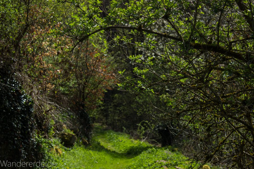 Genießerpfad, der Teinacher, naturbelassener Pfad über Wiese, Wald, Bäume