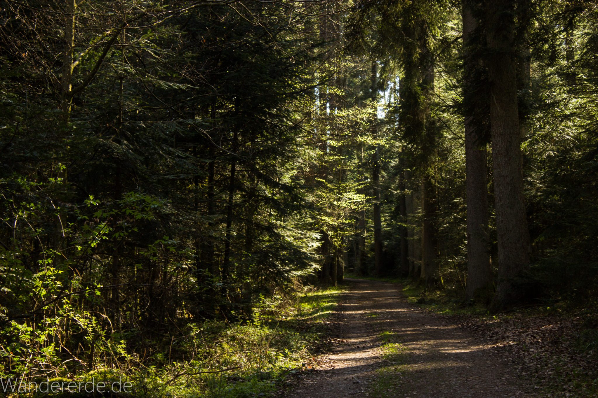 Wasser- Wald- und Wiesenpfad Calw - Genießerpfad, schöner, ebener Waldweg