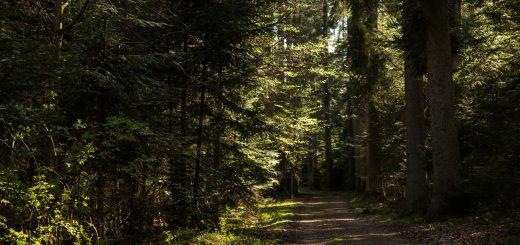 Wasser- Wald- und Wiesenpfad Calw - Genießerpfad, schöner, ebener Waldweg