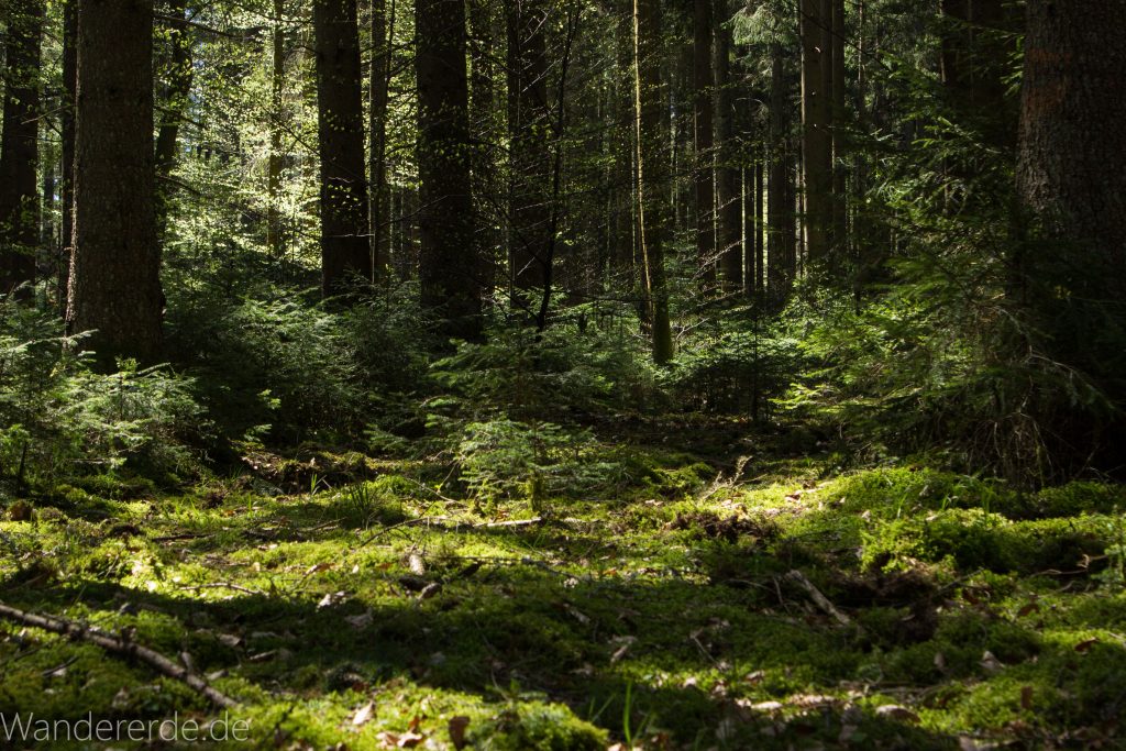 Seensteig Etappe 5, Wald beim Seensteig, natürlicher Weg durch dichten Wald, über Stock und Stein, saftig grünes Moos
