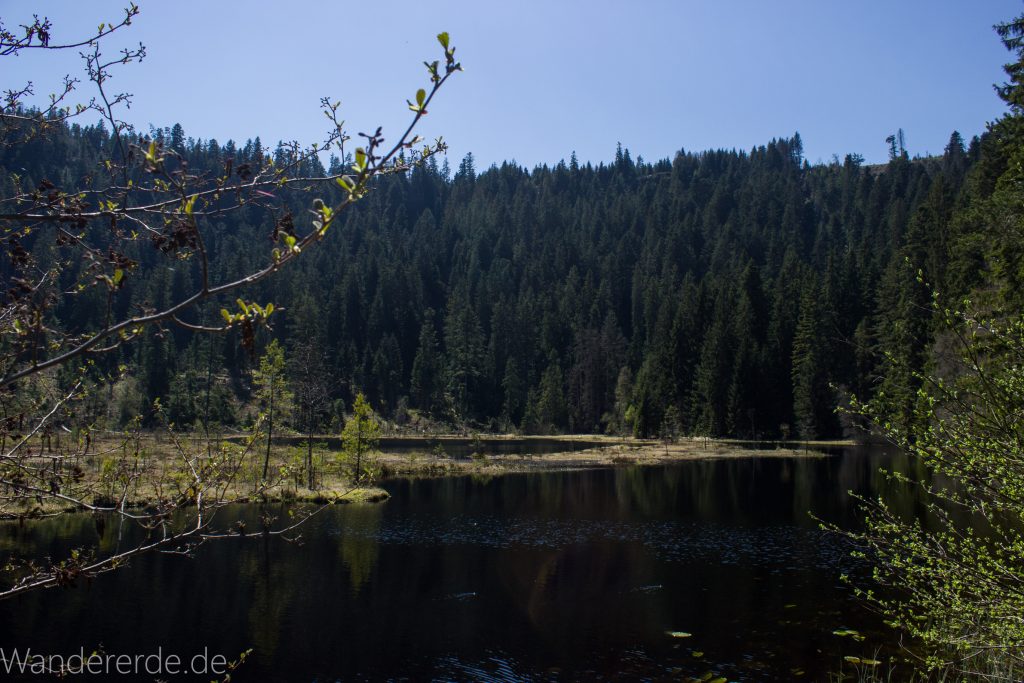Seensteig Etappe 5, Wald beim Seensteig, natürlicher Weg durch dichten Wald, über Stock und Stein, Aussicht auf See beim Seensteig im Schwarzwald, andere Seeseite dichter Nadelwald