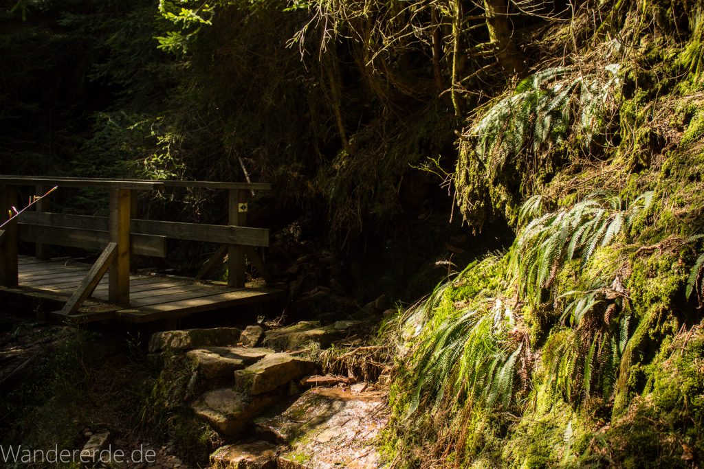 Seensteig Etappe 5, Wald beim Seensteig, natürlicher Weg durch dichten Wald, über Stock und Stein, Brücke über kleinen Wasserfall