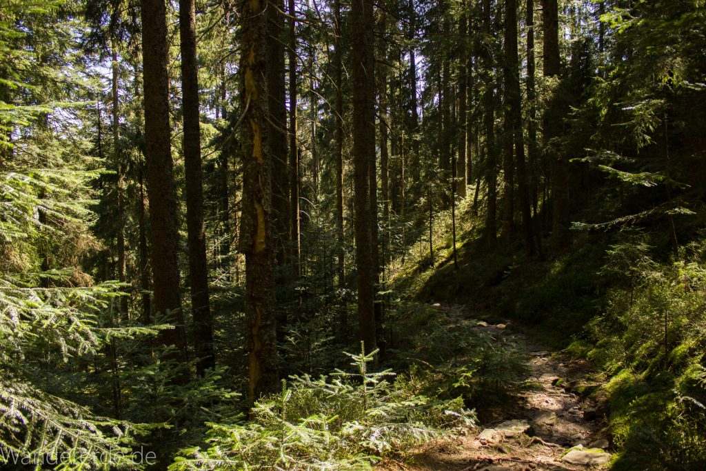 Seensteig Etappe 5, Wald beim Seensteig, natürlicher Weg durch dichten Wald, über Stock und Stein
