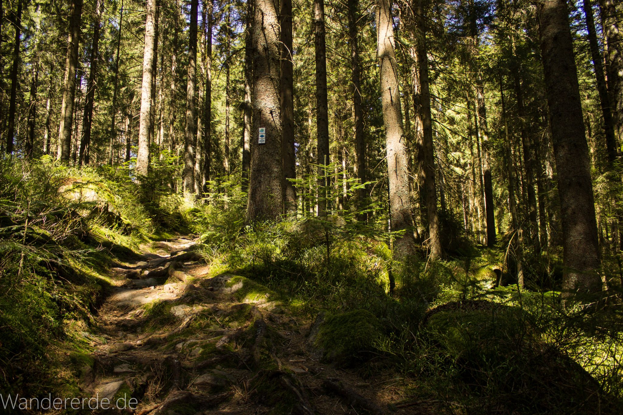 Seensteig Etappe 5, Wald beim Seensteig, natürlicher Weg durch dichten Wald, über Stock und Stein