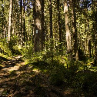 Seensteig Etappe 5, Wald beim Seensteig, natürlicher Weg durch dichten Wald, über Stock und Stein