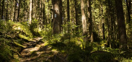 Seensteig Etappe 5, Wald beim Seensteig, natürlicher Weg durch dichten Wald, über Stock und Stein