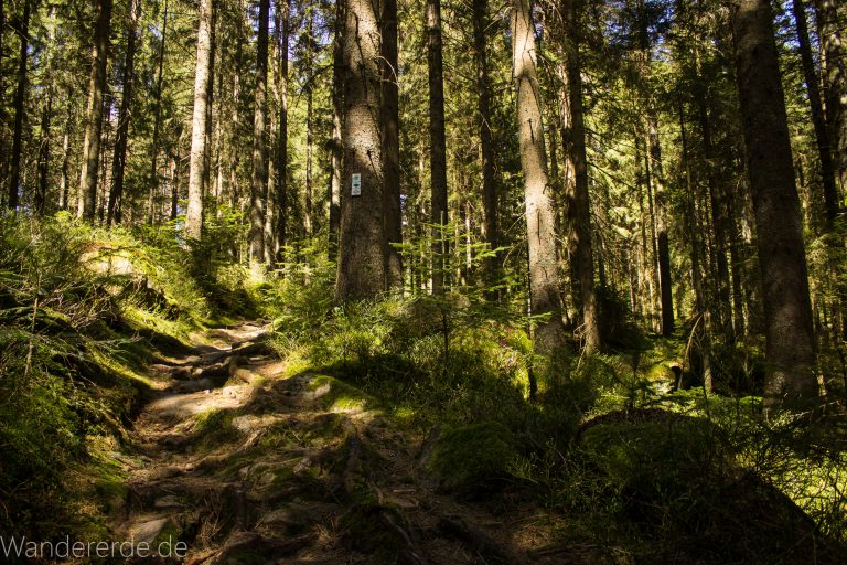 Seensteig Etappe 5, Wald beim Seensteig, natürlicher Weg durch dichten Wald, über Stock und Stein