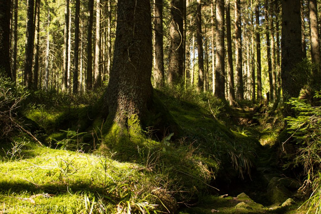 Seensteig Etappe 5, Wald beim Seensteig, natürlicher Weg durch dichten Wald, über Stock und Stein