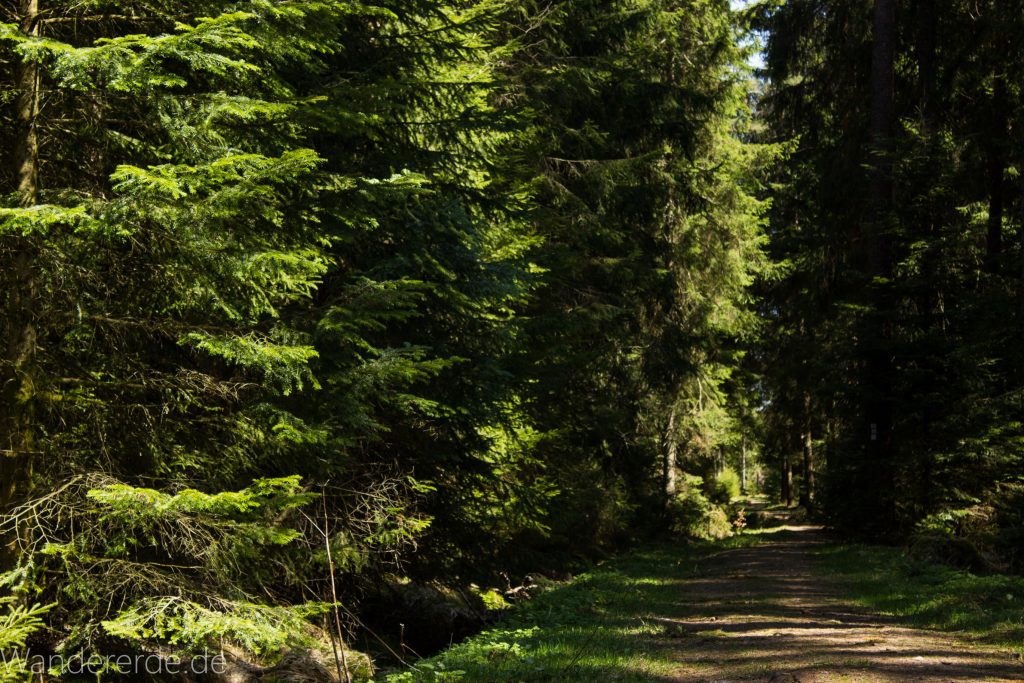 Seensteig Etappe 5, Wald beim Seensteig, natürlicher Weg durch dichten Wald, über Stock und Stein