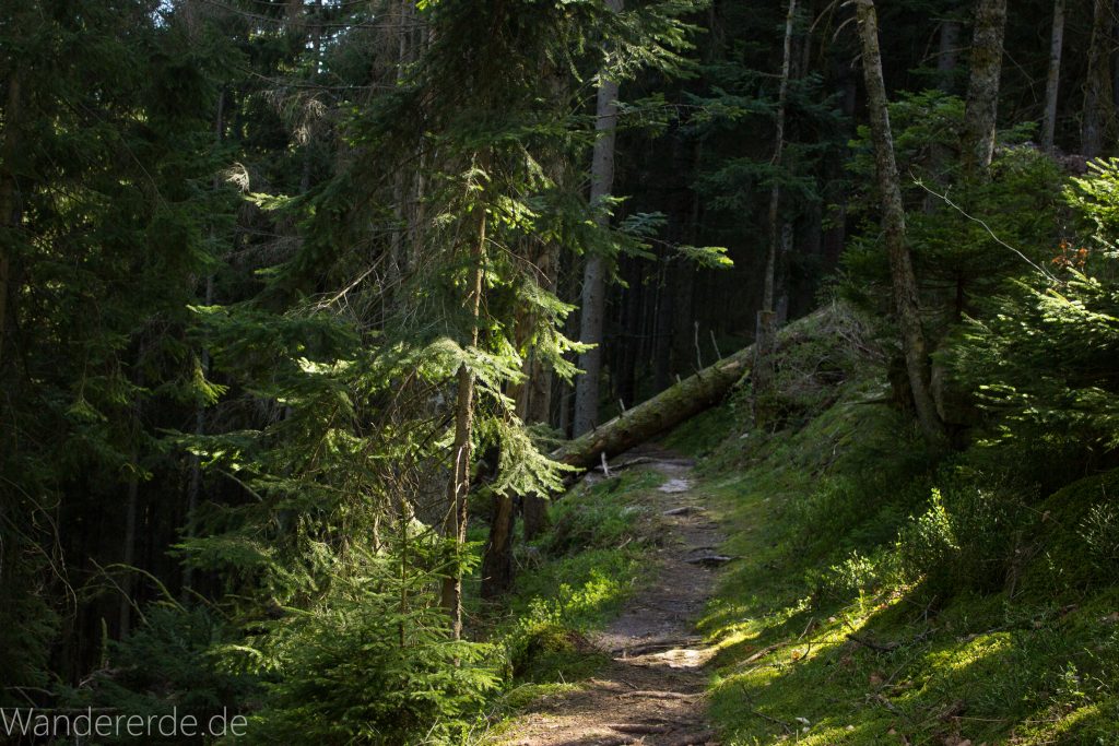 Seensteig Etappe 5, Wald beim Seensteig, natürlicher Weg durch dichten Wald, über Stock und Stein, umgestürzter Baum