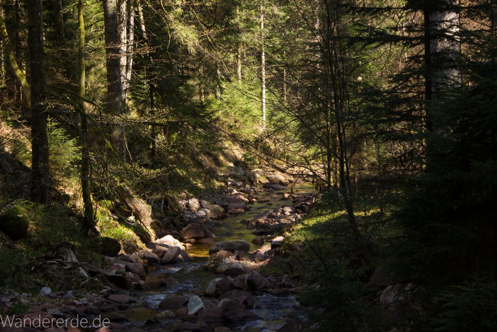 Seensteig Etappe 5, Wald beim Seensteig, natürlicher Weg durch dichten Wald, über Stock und Stein, kleiner Fluss im schönen Wald