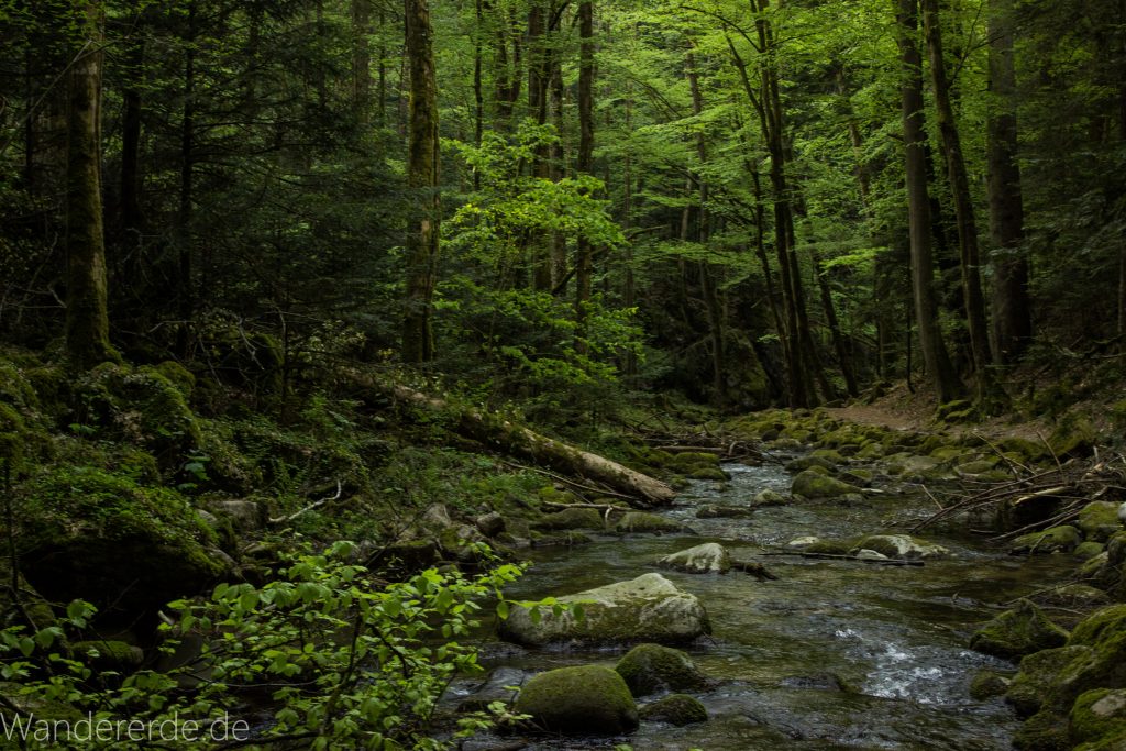 Panoramaweg Baden-Baden – Abschnitt Geroldsauer Tal, schönes,idyllisches Tal mit tollem Wasserfall, umringt von Wald und unzähligen Rhododendron, Natur Pfad auf beiden Seiten entlang des Tals