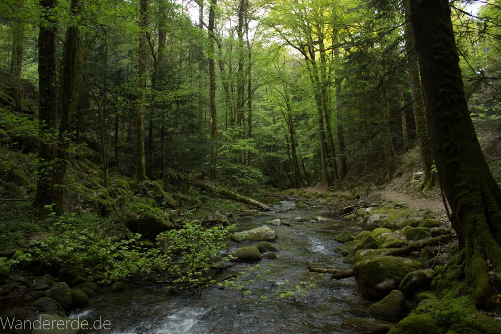 Panoramaweg Baden-Baden – Abschnitt Geroldsauer Tal, schönes,idyllisches Tal mit tollem Wasserfall, umringt von Wald und unzähligen Rhododendron, Natur Pfad auf beiden Seiten entlang des Tals