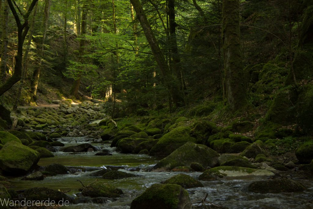 Panoramaweg Baden-Baden – Abschnitt Geroldsauer Tal, schönes,idyllisches Tal mit tollem Wasserfall, umringt von Wald und unzähligen Rhododendron, Natur Pfad auf beiden Seiten entlang des Tals