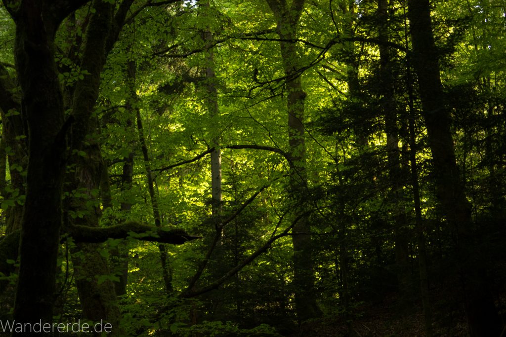 Panoramaweg Baden-Baden – Abschnitt Geroldsauer Tal, schönes,idyllisches Tal mit tollem Wasserfall, umringt von Wald und unzähligen Rhododendron, Natur Pfad auf beiden Seiten entlang des Tals