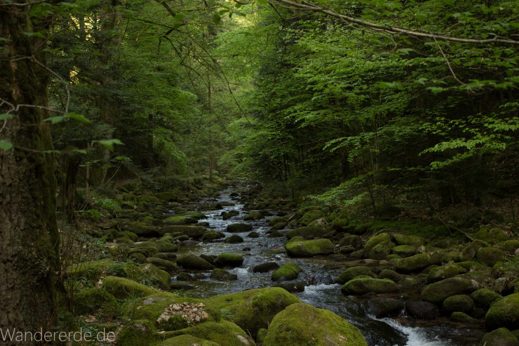 Panoramaweg Baden-Baden – Abschnitt Geroldsauer Tal, schönes,idyllisches Tal mit tollem Wasserfall, umringt von Wald und unzähligen Rhododendron, Natur Pfad auf beiden Seiten entlang des Tals