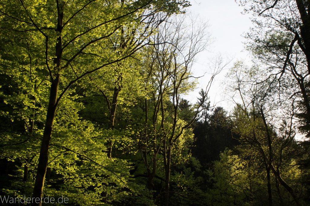 Panoramaweg Baden-Baden – Abschnitt Geroldsauer Tal, schönes,idyllisches Tal mit tollem Wasserfall, umringt von Wald und unzähligen Rhododendron, Natur Pfad auf beiden Seiten entlang des Tals