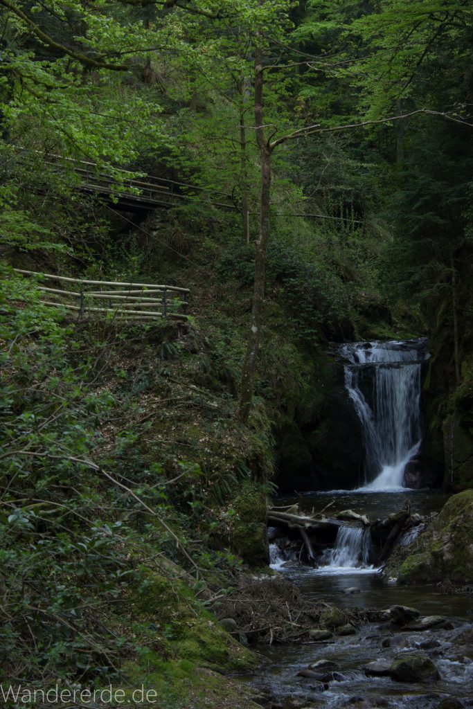 Panoramaweg Baden-Baden – Abschnitt Geroldsauer Tal, schönes,idyllisches Tal mit tollem Wasserfall, umringt von Wald und unzähligen Rhododendron, Natur Pfad auf beiden Seiten entlang des Tals