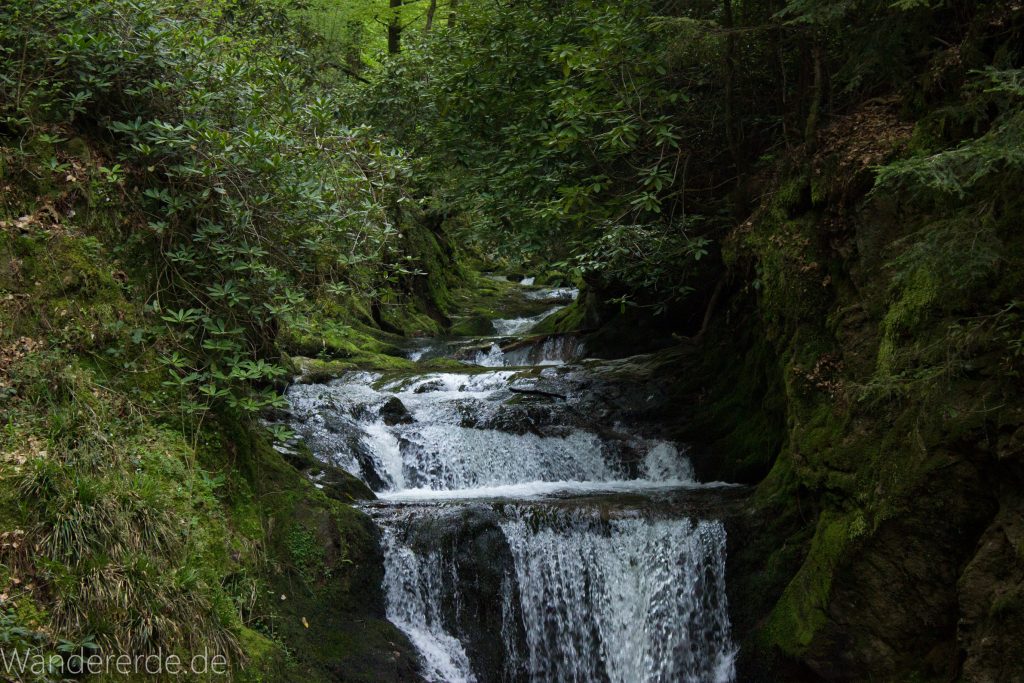 Panoramaweg Baden-Baden – Abschnitt Geroldsauer Tal, schönes,idyllisches Tal mit tollem Wasserfall, umringt von Wald und unzähligen Rhododendron, Natur Pfad auf beiden Seiten entlang des Tals