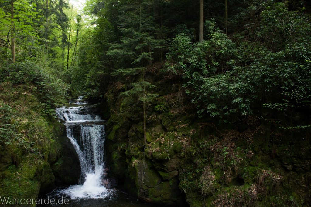Panoramaweg Baden-Baden – Abschnitt Geroldsauer Tal, schönes,idyllisches Tal mit tollem Wasserfall, umringt von Wald und unzähligen Rhododendron, Natur Pfad auf beiden Seiten entlang des Tals