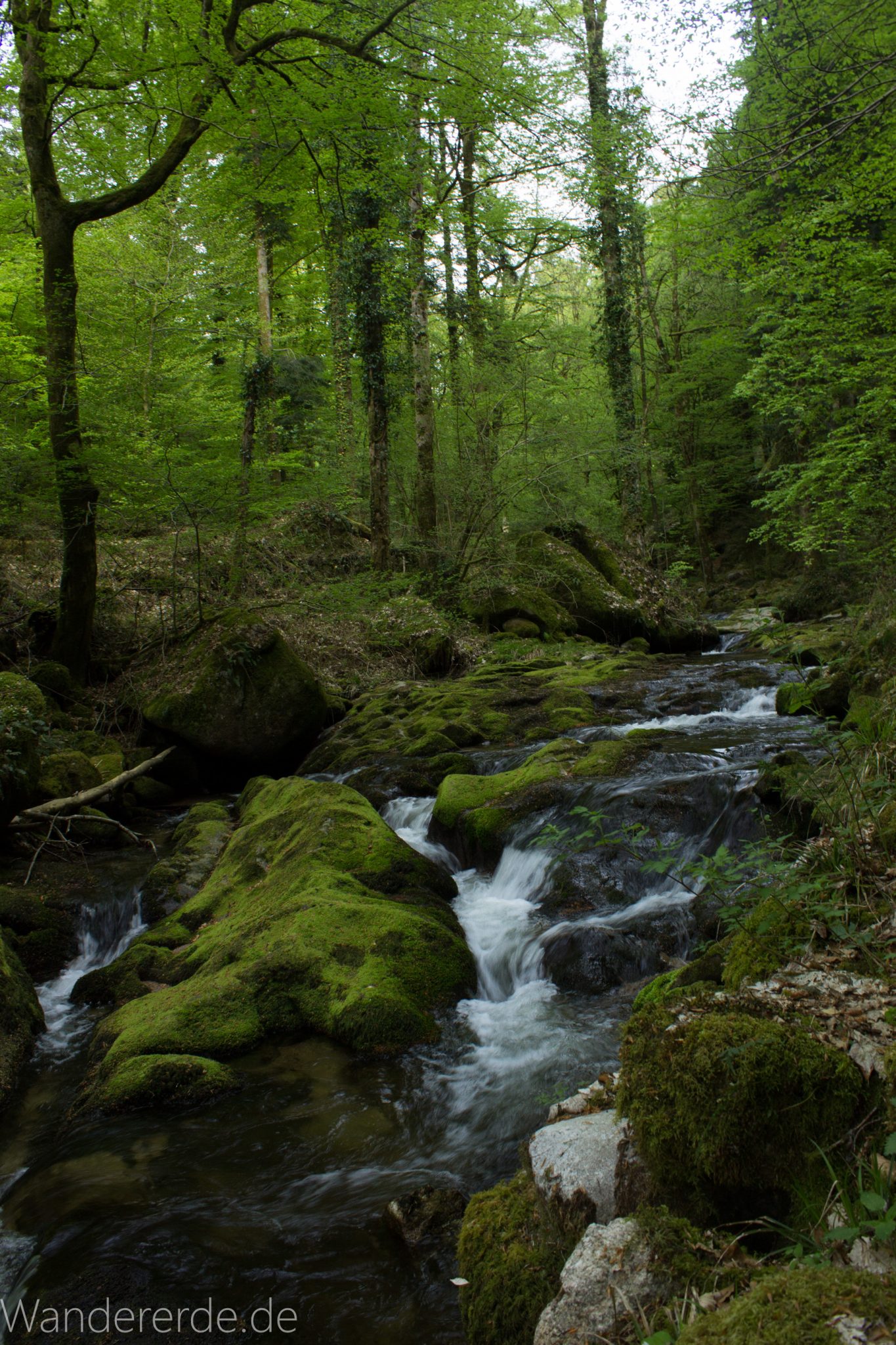 Panoramaweg Baden-Baden – Abschnitt Geroldsauer Tal, schönes,idyllisches Tal mit tollem Wasserfall, umringt von Wald und unzähligen Rhododendron, Natur Pfad auf beiden Seiten entlang des Tals