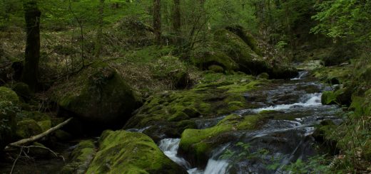 Panoramaweg Baden-Baden – Abschnitt Geroldsauer Tal, schönes,idyllisches Tal mit tollem Wasserfall, umringt von Wald und unzähligen Rhododendron, Natur Pfad auf beiden Seiten entlang des Tals
